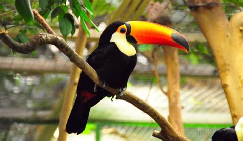 Amazon Rainforest Toucan | RAINFOREST ANIMAL