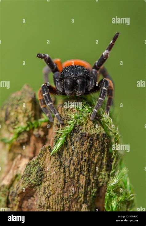 The Ladybird Spider Eresus Kollari In Defence Position Stock Photo Alamy