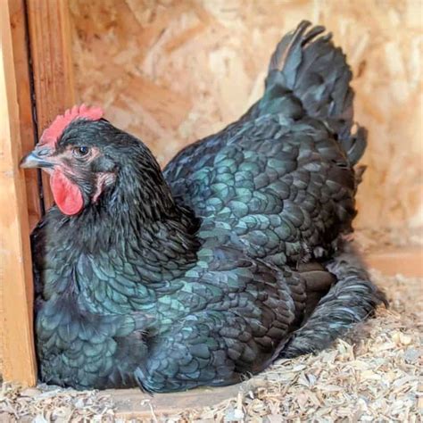 Jersey Giant Chicken Eggs Height Size And Raising Tips