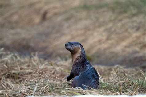 Northland Nature Otter Families On The Move Duluth News Tribune