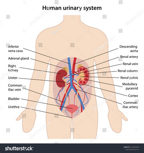 Urinary System Model Labeled