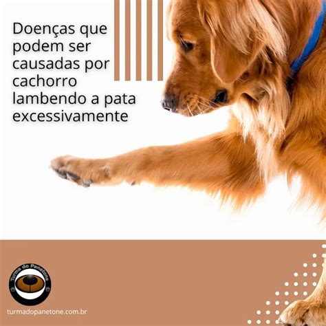Meu Cachorro Quebrou A Pata Nao Tenho Dinheiro - Por que o meu cachorro não para de lamber a pata?