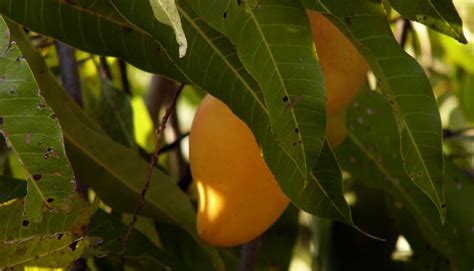 Origen Del Mango Ataulfo Una Fruta 100 Mexicana México Desconocido