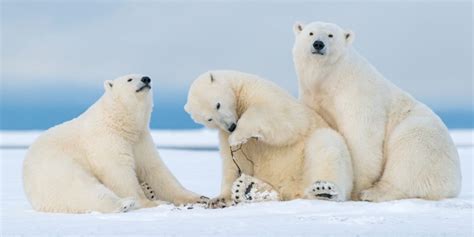 Dawn Wilson From Amateur To Professional Nature TTL