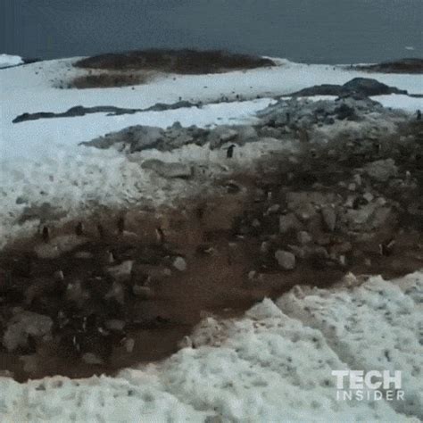 Mating Behavior of a Penguin Colony. : r/educationalgifs