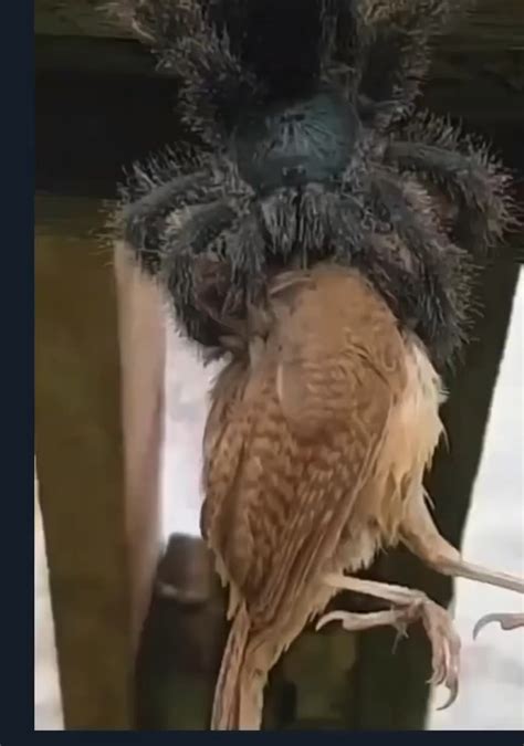 Tarantulas are our allies : r/BirdsArentReal