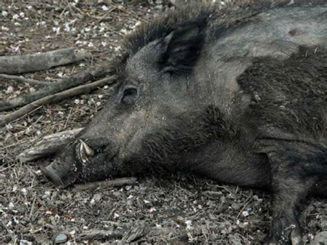 Cinghiali E Peste Suina Nessun Caso In Abruzzo E Attenzione Alta Il