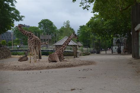 Beautiful African Giraffes and Gazelles in Zoo Enclosure Stock Image ...