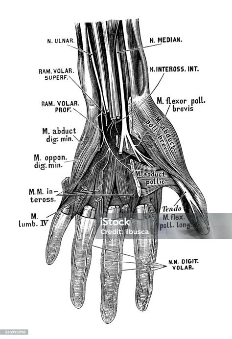 Human Anatomy Scientific Illustrations Hand Nerves Stock Illustration ...