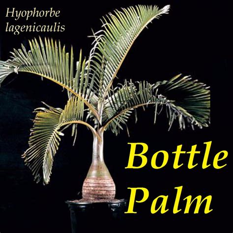 Polynesian Produce Stand ~bottle Palm Tree~ Hyophorbe Lagenicaulis