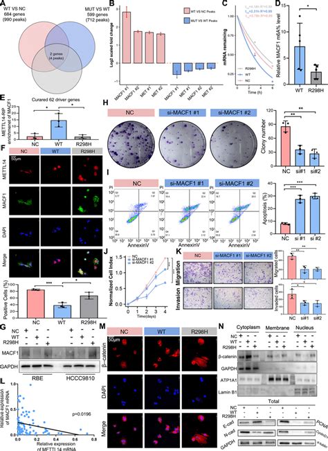 M⁶a Modification Mediated Expression Of Macf1 In β Catenin