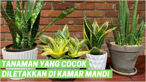 Tanaman Yang Cocok Diletakkan Di Kamar Mandi Youtube