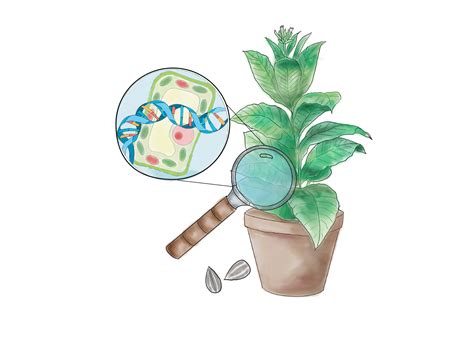 Sowing the seeds for drought-resistant crops