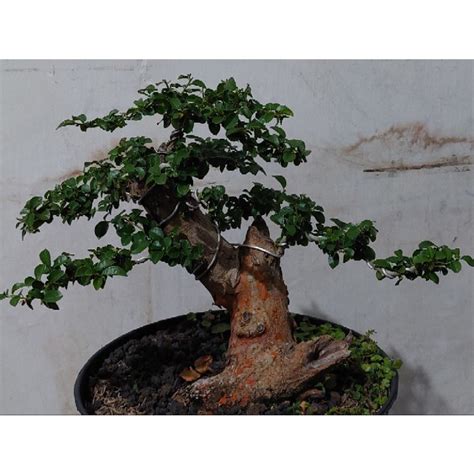 Jual Tanaman Bonsai Sisir Micro Siap Pajang Sesuai Foto Real Pict Top