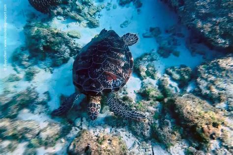 Snorkeling in Taiwan | A Guide To The Best Snorkeling Spots | Snorkeling Report