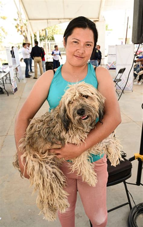 Proespa Emite Recomendaciones Para Proteger A Las Mascotas Durante La