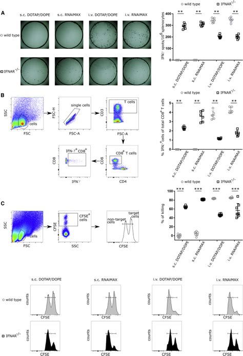 The Opposing Effect Of Type I IFN On The T Cell Response By Non