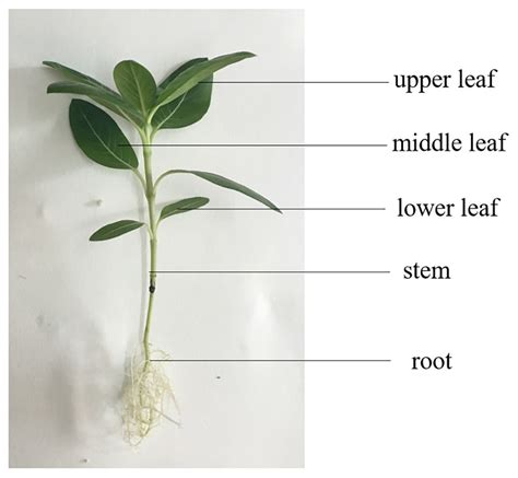 Metabolomic Responses To The Mechanical Wounding Of Catharanthus Roseus