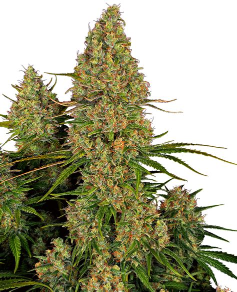 Sementes de Sticky Orange XXL Automáticas Sensi Seeds