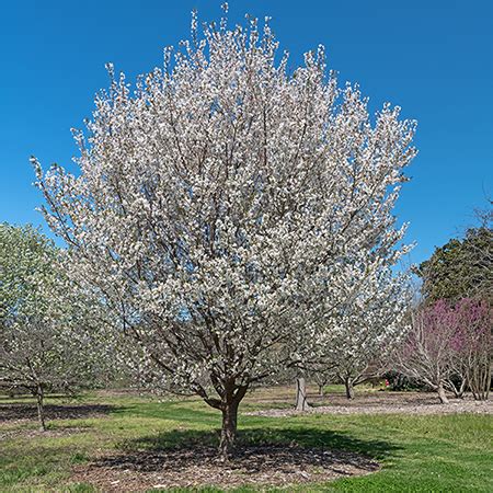 Snow Goose Flowering Cherry Tree Seedling