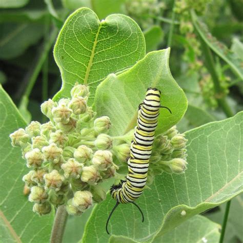 Common Milkweed Weekly Weeder 10