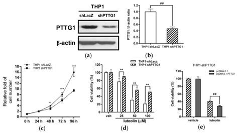 Effects Of Pttg1 Knockdown On Cell Proliferation And Luteolin Induced