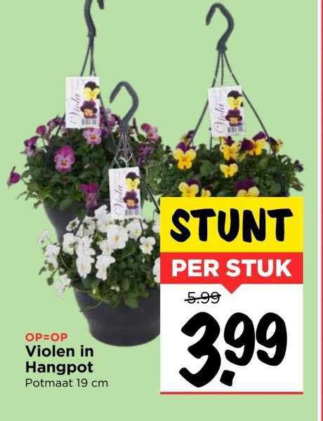 Violen In Hangpot Aanbieding Bij Vomar 1Folders Nl