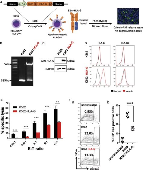 Generation Of An HLA G Overexpressing K562 Cell Line K562 HLA G And