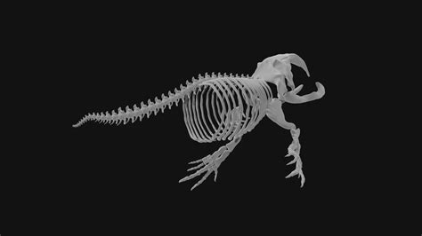 Bowhead whale skeleton 3d model - Team 3d Yard