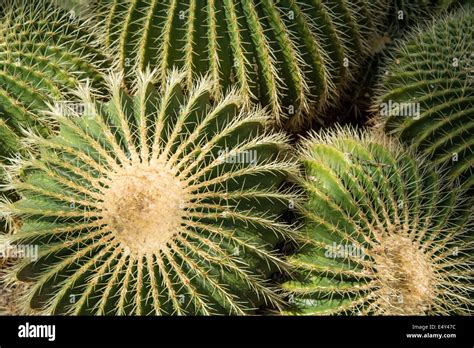 Echinocactus Grusonii Kaktus Fotos Und Bildmaterial In Hoher