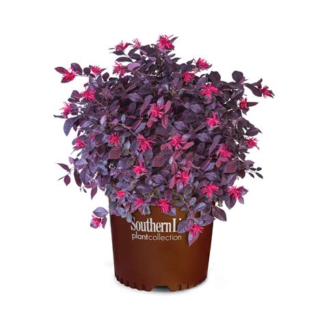 Purple Daydream® Dwarf Loropetalum Shrubs at Lowes.com