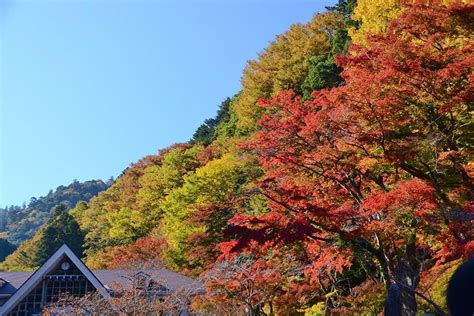 Autumn Leaves of Mt. Takao - The best time to see them is mid-November ...