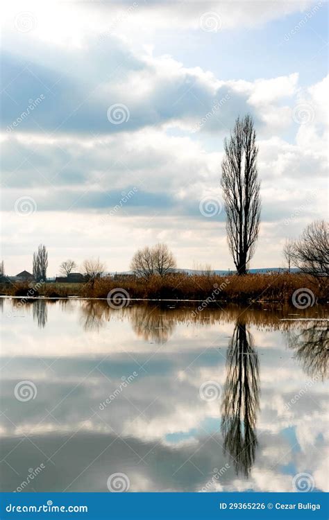 Tree Reflections On The Water Stock Photo Image Of River Trees 29365226