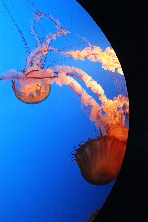 Ripley's Aquarium, Gatlinburg, TN | Ripley aquarium, Places to go, Gatlinburg