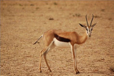 Springbok African Antelope Springbok Animal Guides