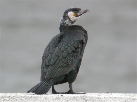 Japanese Cormorant Ebird