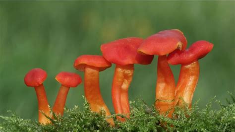 BBC - Earth - Ten of the UK’s most stunning fungi