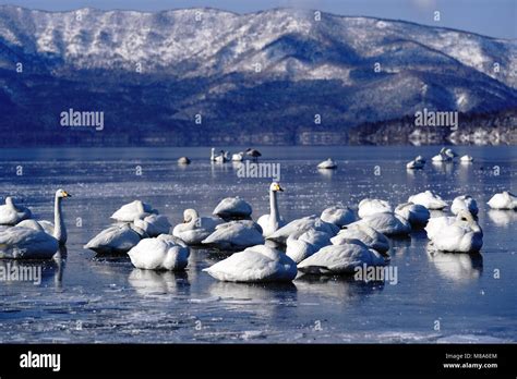 Cygne du lac kussharo Banque de photographies et d’images à haute ...