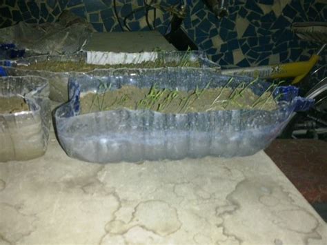 Ответы Mail: Какой глубины земля (по см) в горшке должна быть, для ...