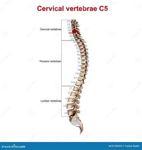 X-ray Of The Cervical Vertebrae. X Ray Image Of The Cervical Spine Royalty-Free Stock ...