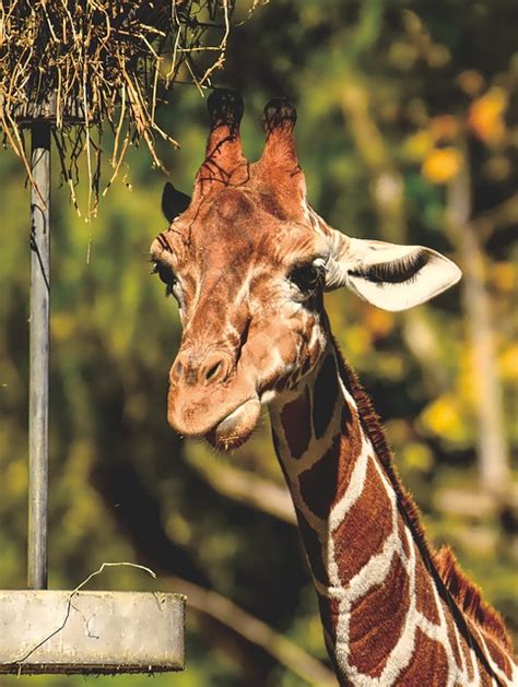 Giraff Vilt Djur Zoo Gratis foto på Pixabay Pixabay