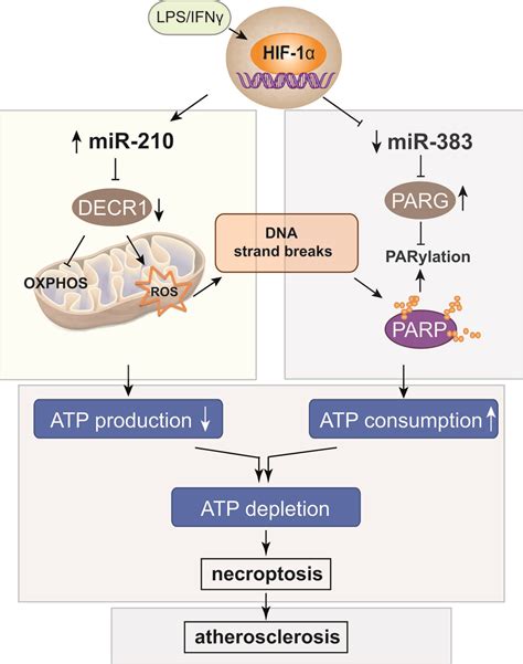 Hif Hypoxia Inducible Factor Promotes Macrophage Necroptosis By