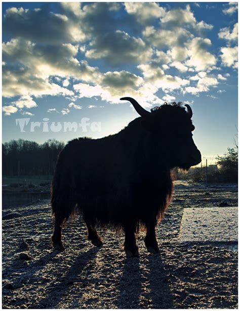 Yak silhouette by Triumfa on DeviantArt