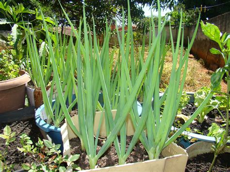 Como Plantar Cebola Em Vaso GosteiSalvei