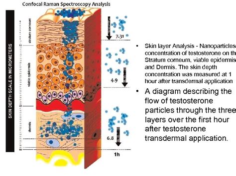 Stratum Corneum How Does Your Body Keep