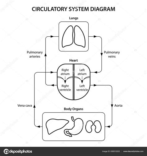 Cuidados Del Sistema Circulatorio 7