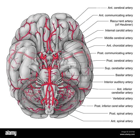 An Illustration Of The Brain From An Inferior Basal View Showing The