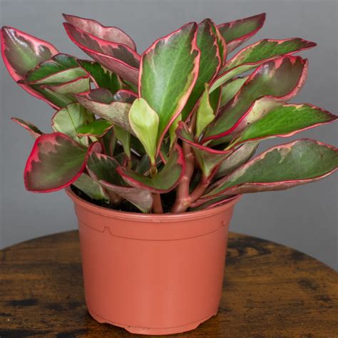 Peperomia Clusifolia Ginny 15cm Opperman Plants Ltd