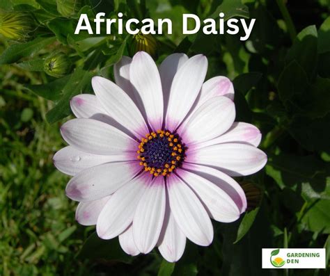 African Daisy - Plant Care and Growing Guide - Gardening Den