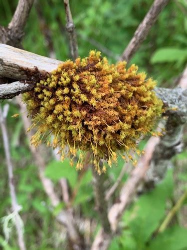 Twisted Ulota Moss Bryophyta Mosses Of Vancouver Island INaturalist